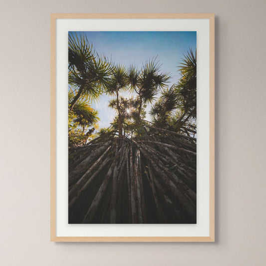 Roots of Maui