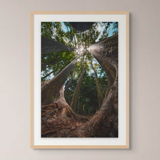 Giants of Maui